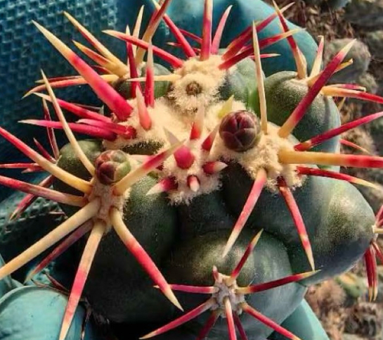 Thelocactus heterochromus 10 pieces Seeds