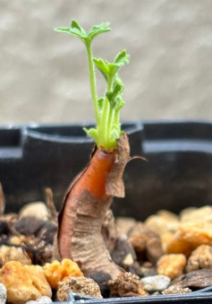 Pelargonium rapaceum 3 Pieces Seeds
