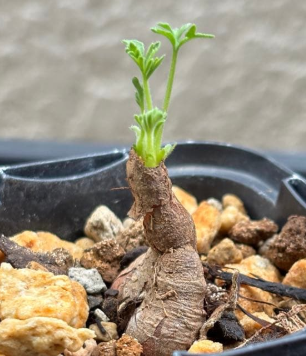 Pelargonium rapaceum 3 Pieces Seeds