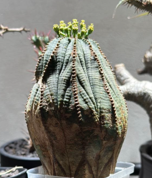 Euphorbia obesa 10 Pieces Seeds