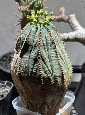 Euphorbia obesa 10 Pieces Seeds