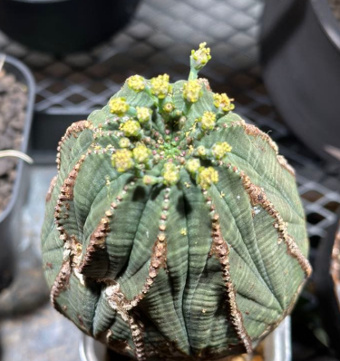Euphorbia obesa 10 Pieces Seeds