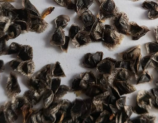 Aloe Brevifolia 10 Pieces Seeds