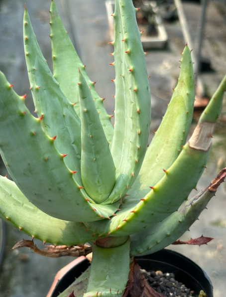 Aloe ferox 10 Pieces Seeds