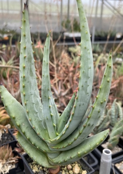 Aloe ferox 10 Pieces Seeds