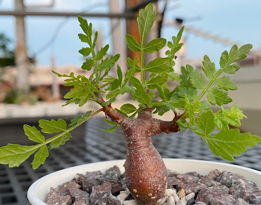 Bursera bipinnata 5 Pieces Seeds