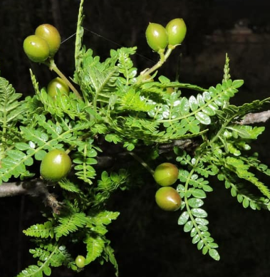 Bursera bipinnata 5 Pieces Seeds