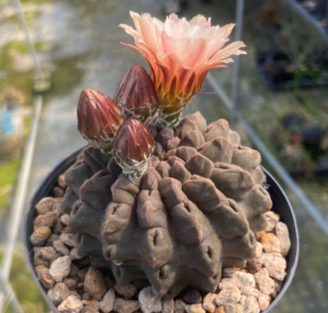 Eriosyce occulta 10 Pieces Seeds