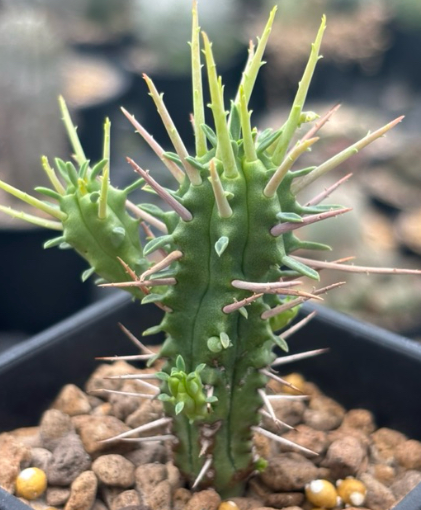 Euphorbia ferox 10 Pieces Seeds