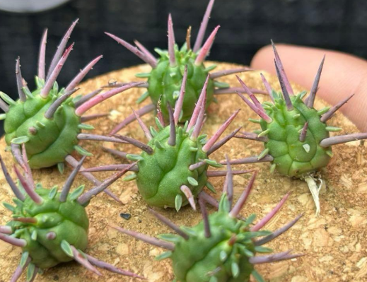 Euphorbia ferox 10 Pieces Seeds