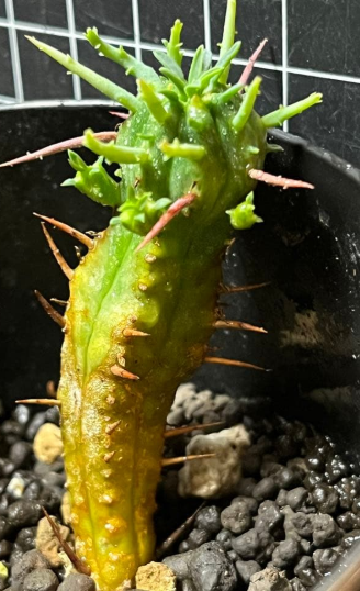 Euphorbia ferox 10 Pieces Seeds