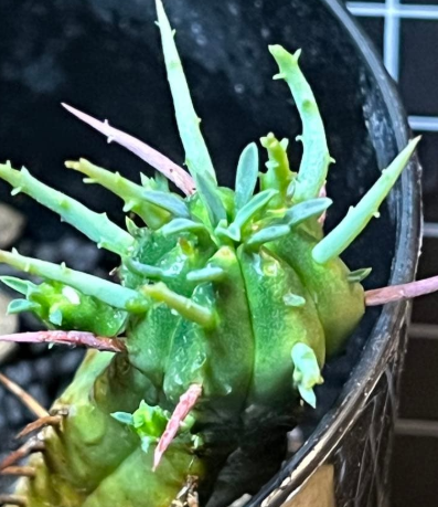 Euphorbia ferox 10 Pieces Seeds