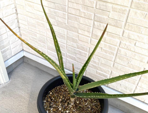 Aloidendron barberae 20 Pieces Seeds