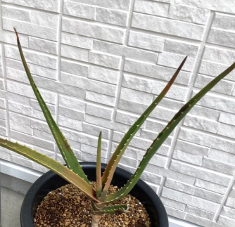 Aloidendron barberae 20 Pieces Seeds