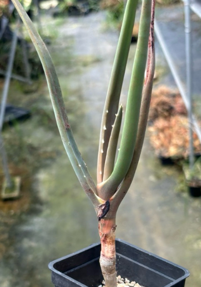 Aloidendron barberae 20 Pieces Seeds