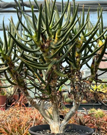 Aloidendron ramosissimum 20 Pieces Seeds