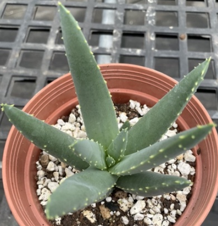 Aloidendron ramosissimum 20 Pieces Seeds