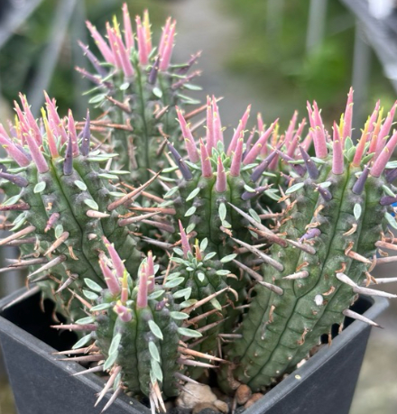 Euphorbia inconstantia 10 Pieces Seeds