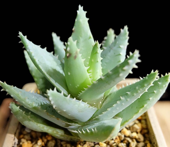 Aloe Brevifolia 10 Pieces Seeds