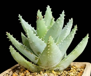 Aloe Brevifolia 10 Pieces Seeds