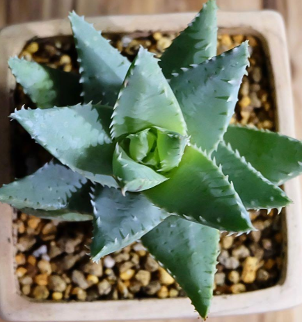 Aloe Brevifolia 10 Pieces Seeds