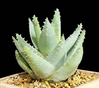 Aloe Brevifolia 10 Pieces Seeds