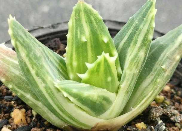 Aloe brevifolia variegata 10 Pieces Seeds