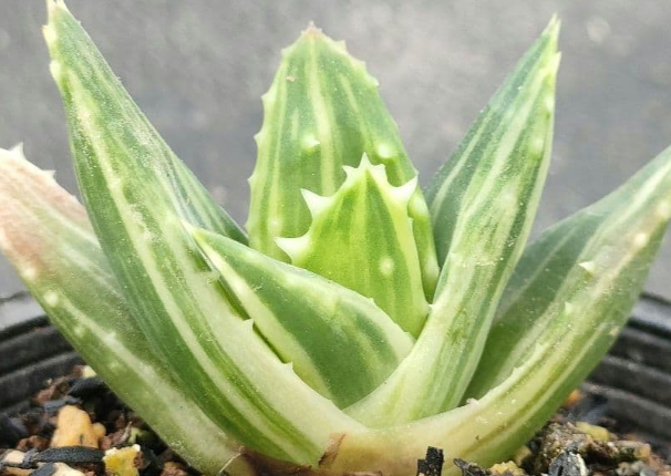Aloe brevifolia variegata 10 Pieces Seeds