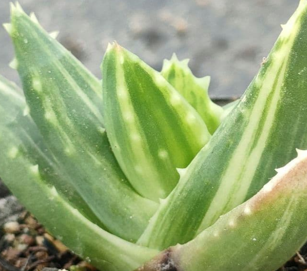 Aloe brevifolia variegata 10 Pieces Seeds