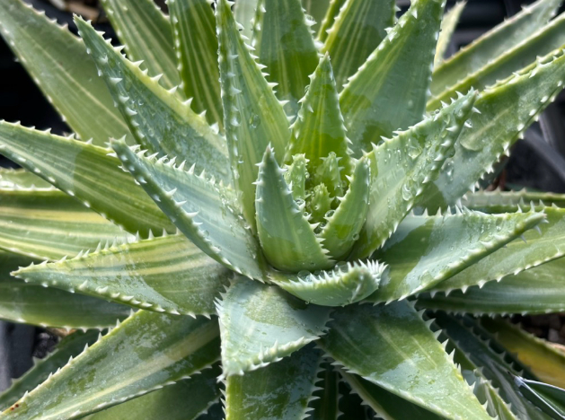 Aloe brevifolia variegata 10 Pieces Seeds