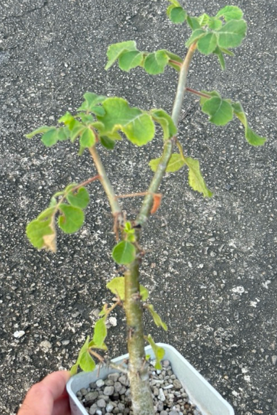 Commiphora edulis var holoserica 10 Pieces Seeds