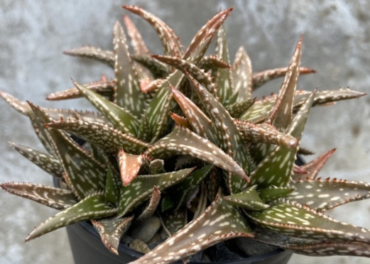 Aloe jucunda 10 Pieces Seeds