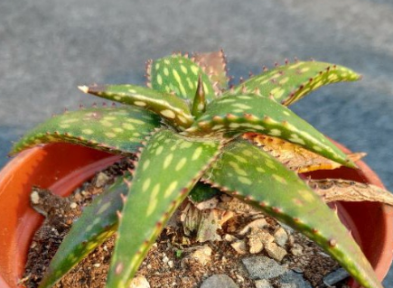Aloe jucunda 10 Pieces Seeds