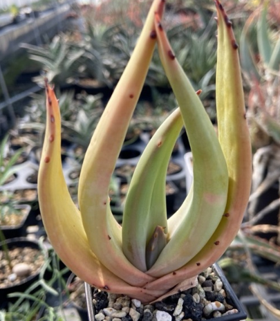 Aloe littoralis 10 Pieces Seeds