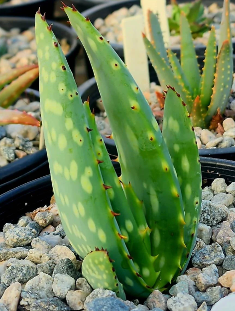 Aloe littoralis 10 Pieces Seeds