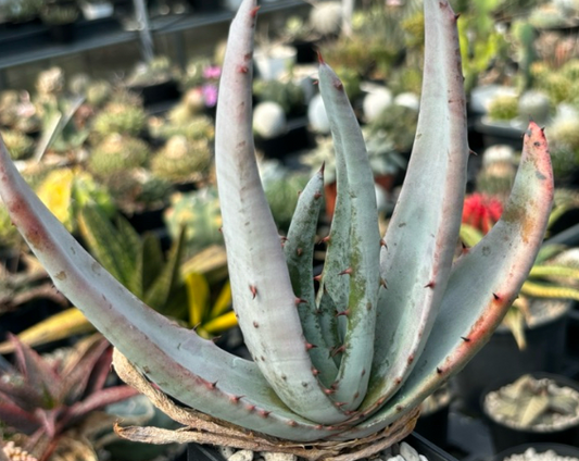 Aloe petricola 10 Pieces Seeds