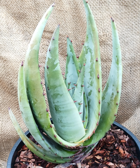 Aloe petricola 10 Pieces Seeds