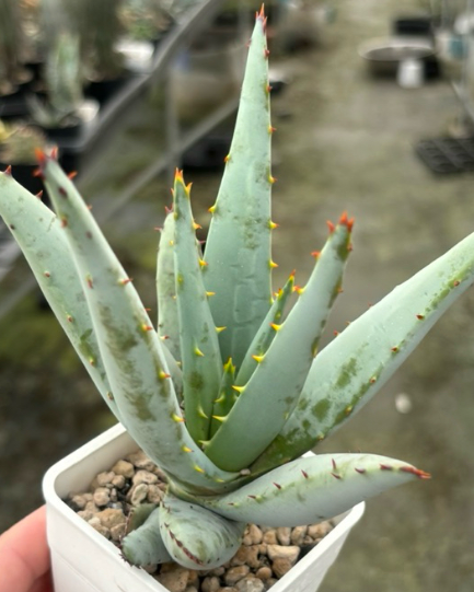 Aloe claviflora 10 Pieces Seeds