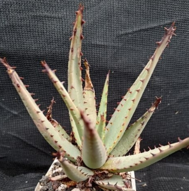 Aloe claviflora 10 Pieces Seeds