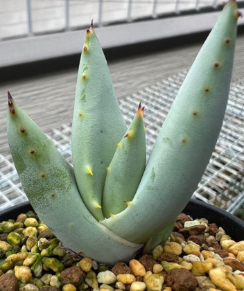 Aloe claviflora 10 Pieces Seeds