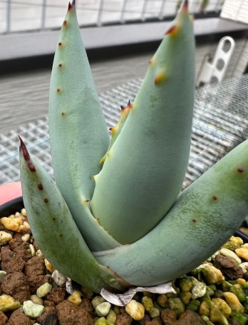 Aloe claviflora 10 Pieces Seeds