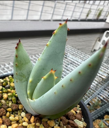 Aloe claviflora 10 Pieces Seeds