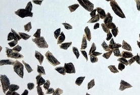 Aloe claviflora 10 Pieces Seeds