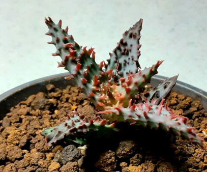 Aloe 'Glorious Dragon' 10 Pieces Seeds