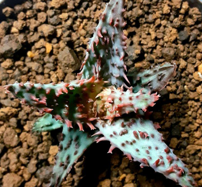 Aloe 'Glorious Dragon' 10 Pieces Seeds