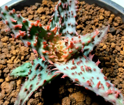 Aloe 'Glorious Dragon' 10 Pieces Seeds