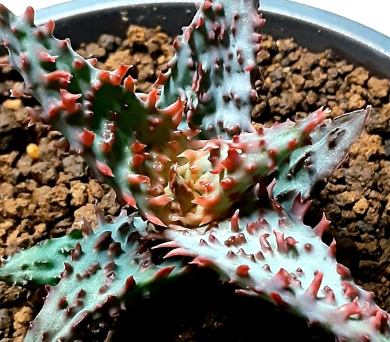 Aloe 'Glorious Dragon' 10 Pieces Seeds
