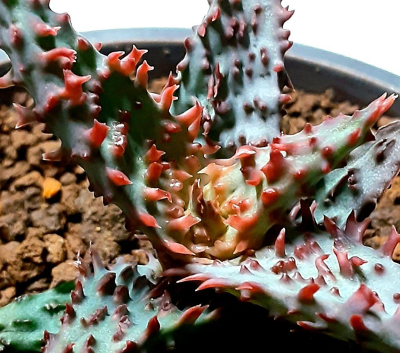 Aloe 'Glorious Dragon' 10 Pieces Seeds