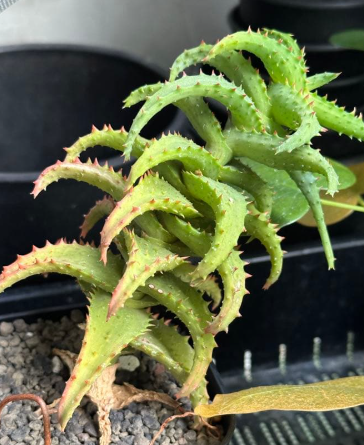 Aloe castilloniae 10 Pieces Seeds