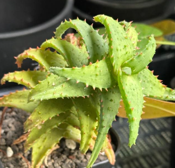 Aloe castilloniae 10 Pieces Seeds